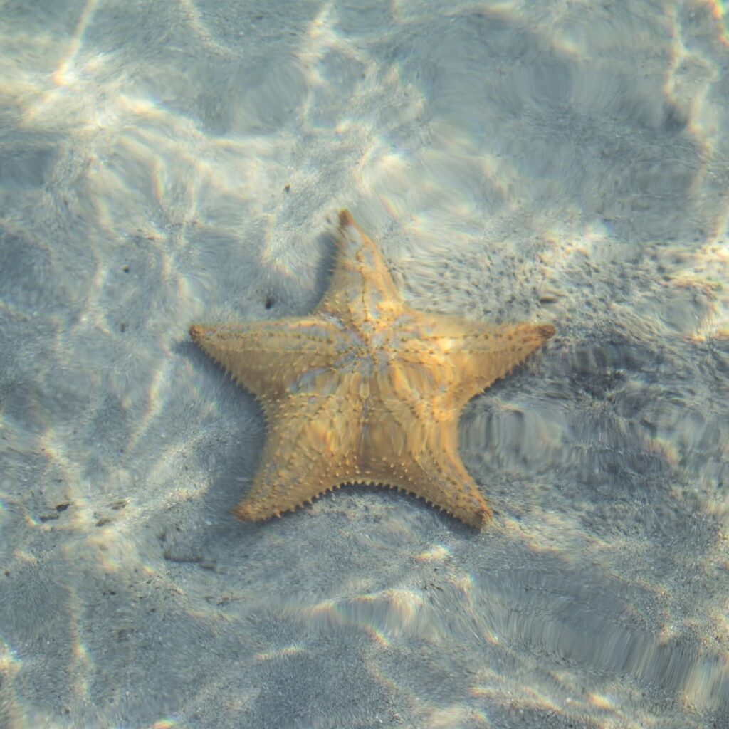 star, fish, starfish-1236200.jpg